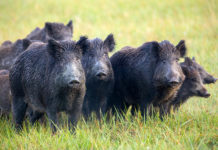 Comportamento del cinghiale: la vigilanza Comportamento del cinghiale, la vigilanza individuale e collettiva: cinque cinghiali adulti e tre giovani sorvegliano il territorio