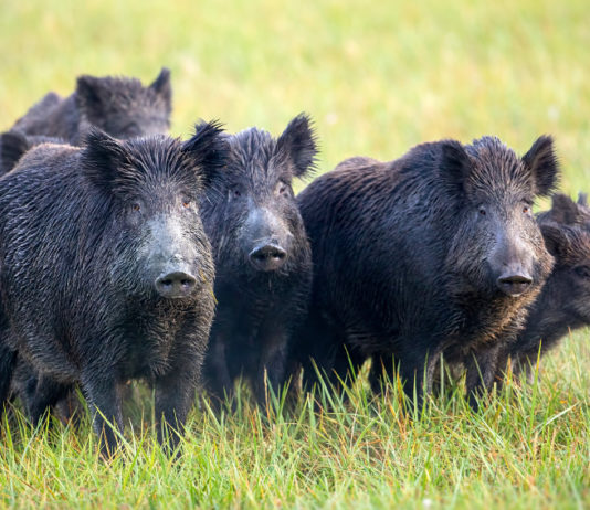 Comportamento del cinghiale: la vigilanza Comportamento del cinghiale, la vigilanza individuale e collettiva: cinque cinghiali adulti e tre giovani sorvegliano il territorio
