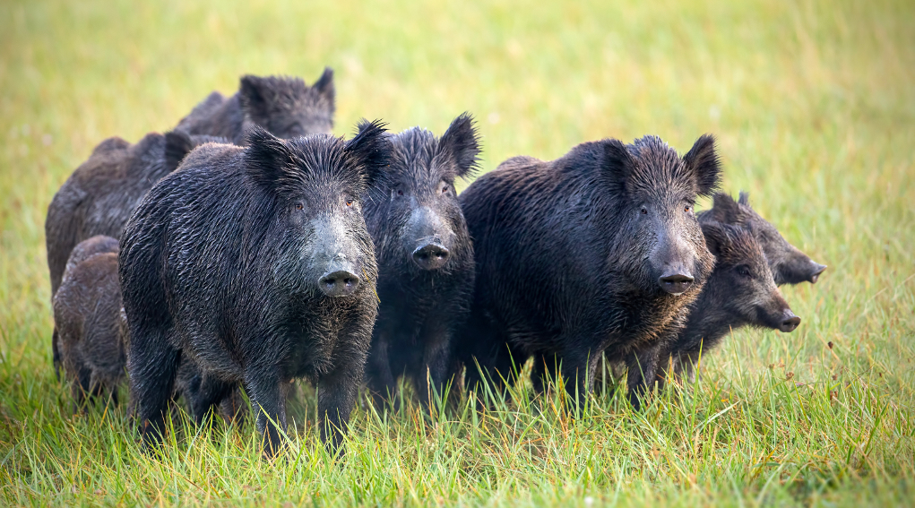 Comportamento del cinghiale, la vigilanza individuale e collettiva Comportamento del cinghiale, la vigilanza individuale e collettiva: cinque cinghiali adulti e tre giovani sorvegliano il territorio