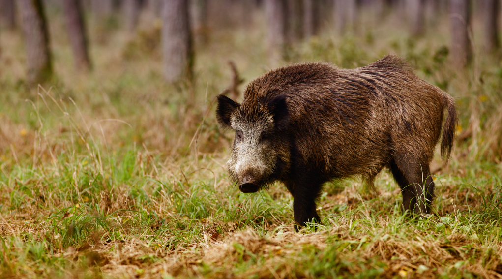 Controllo del cinghiale in Veneto, la sentenza del Consiglio di Stato sul ruolo dei cacciatori Controllo del cinghiale in Veneto