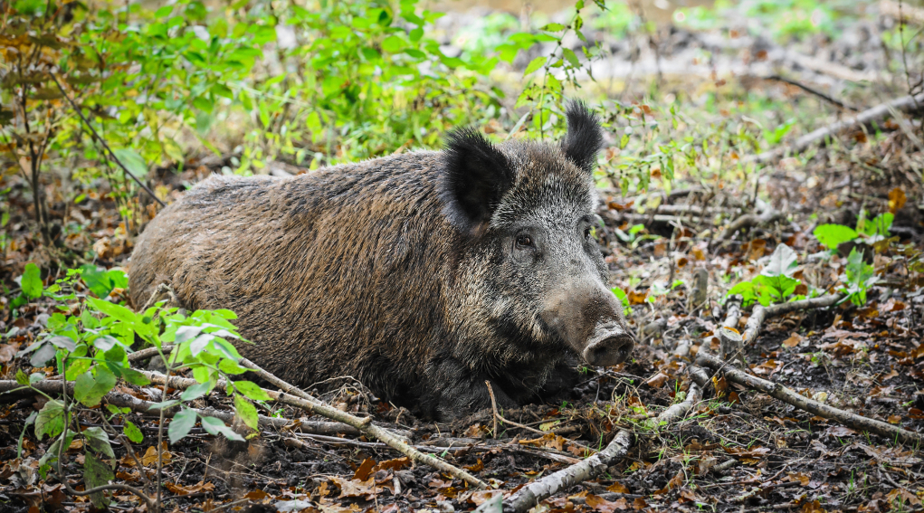 Controllo faunistico, la giunta del Veneto «Ora cambiamo la legge quadro» controllo faunistico_ cinghiale nella foresta