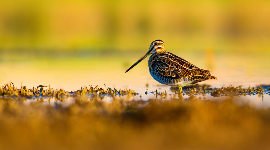 Esplorare la natura l’iniziativa di Ispra per il prossimo fine settimana esplorare la natura: beccaccia vicino a una pozza