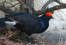 Fauna alpina e ungulati: data e argomenti del convegno Uncza fauna alpina: gallo forcello, o fagiano di monte (Tetrao tetrix)