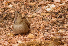 Il calendario venatorio della Toscana davanti al Tar calendario venatorio della Toscana: beccaccia si mimetizza tra le foglie nel bosco