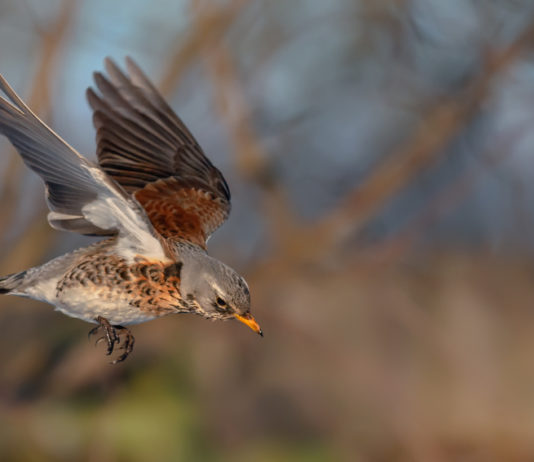 Richiami vivi, il Tar sospende le catture in Lombardia cattura richiami vivi in Lombardia: cesena in volo