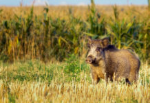 Caccia in braccata nelle zone non vocate: CCT diffonde decisione Toscana caccia in braccata nelle zone non vocate, cinghiale accanto a campo di grano