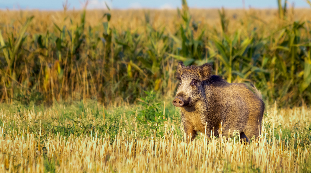 Caccia in braccata nelle zone non vocate CCT diffonde decisione Toscana caccia in braccata nelle zone non vocate, cinghiale accanto a campo di grano
