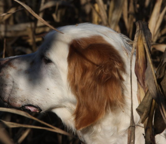 Diritti degli animali in Costituzione, la discussione prende il via Diritti degli animali in costituzione: primo piano di setter bianco-arancio