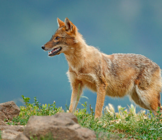 Il 67° convegno Agjso è dedicato allo sciacallo dorato sciacallo dorato in Romania