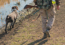 Il chiarimento del Consiglio di Stato sulla sospensione della caccia in Puglia sospensione della caccia in Puglia: cacciatore di spalle con fucile in mano e cane alla sua sinistra