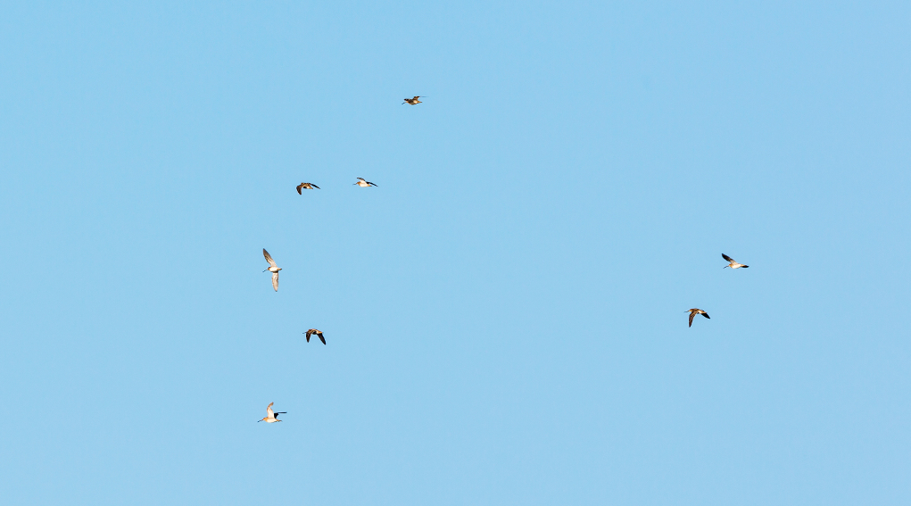 Monitoraggio della fauna migratoria, l’iniziativa della Federcaccia monitoraggio della fauna migratoria: beccacce in volo