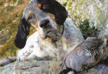 Sentieri di Caccia novembre 2019 in edicola dal 28 ottobre foto di copertina sentieri di caccia novembre 2019: setter inglese con tortora