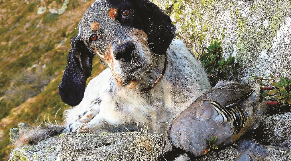 Sentieri di Caccia novembre 2019 foto di copertina sentieri di caccia novembre 2019: setter inglese con tortora