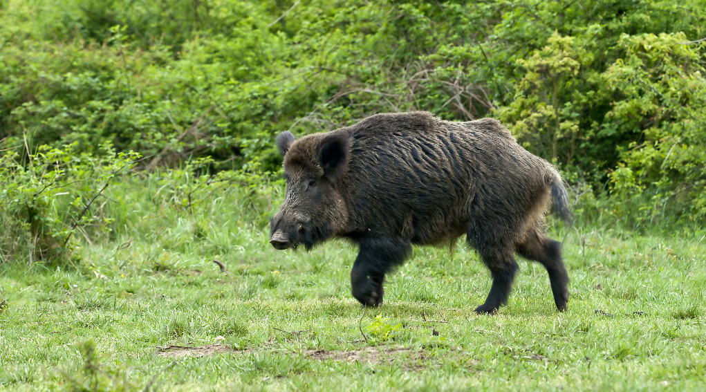 Caccia di selezione al cinghiale in Campania, pronti a partire caccia di selezione al cinghiale in Campania: cinghiale in un prato