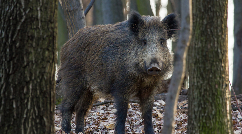 Controllo degli ungulati ecco il corso per operatore abilitato controllo degli ungulati: cinghiale nella foresta