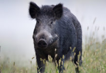 Controllo faunistico, Cia-Agricoltori rilancia la necessità degli ausiliari controllo faunistico: cinghiale in primo piano