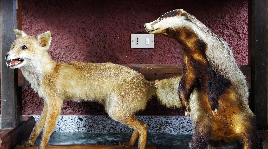Imbalsamazione di specie non cacciabili la sentenza della Corte costituzionale Imbalsamazione di specie non cacciabili la sentenza della Corte costituzionale