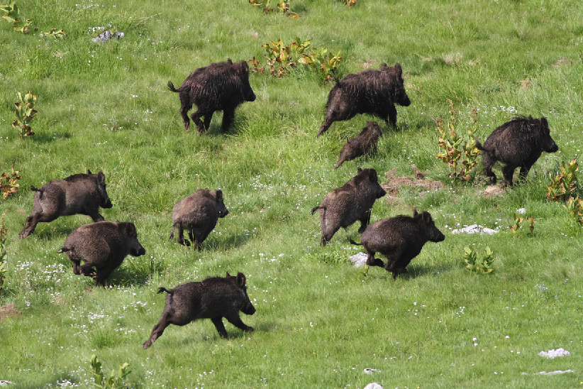 gestione del cinghiale gestione del cinghiale