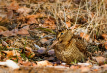 Caccia alla beccaccia, due proroghe a gennaio caccia alla beccaccia: beccaccia tra le foglie del bosco