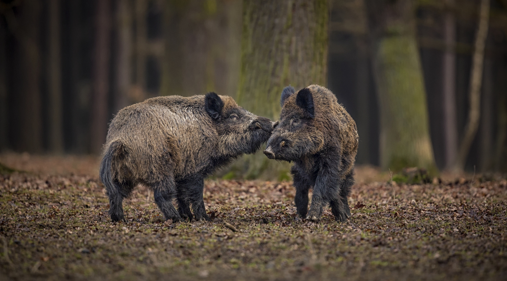 Caccia di selezione e braccata, doppio corso a Milano Caccia di selezione e braccata: due cinghiali combattono nel bosco