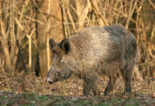 Caccia e controllo faunistico, Arcicaccia suggerisce emendamento caccia e controllo faunistico: cinghiale nel bosco