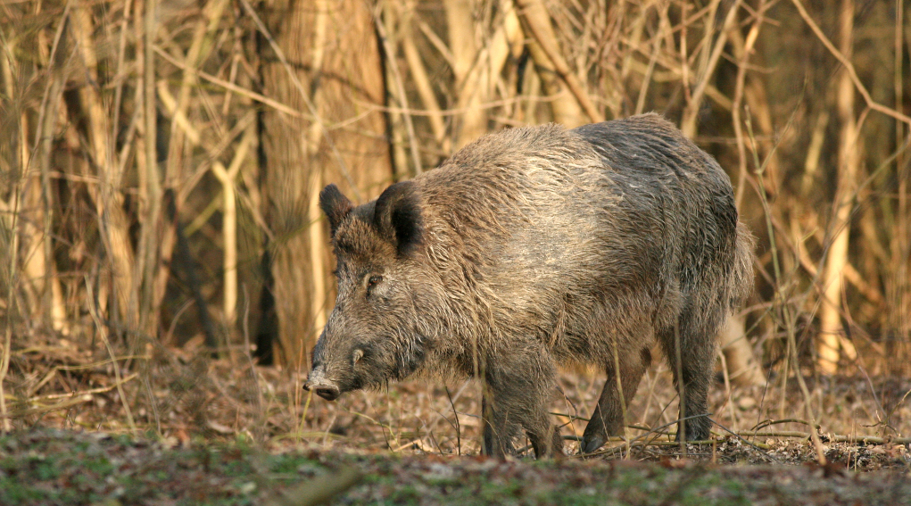 Caccia e controllo faunistico, Arcicaccia suggerisce emendamento caccia e controllo faunistico: cinghiale nel bosco