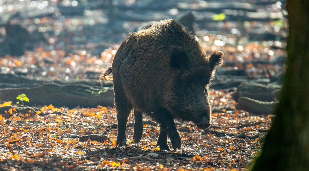 Controllo faunistico, stralciato articolo sugli ausiliari controllo faunistico: cinghiale nella foresta