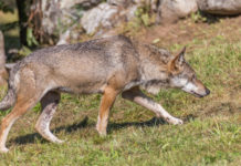 Grandi carnivori, Veneto approva progetto di legge statale grandi carnivori: lupo sulle Alpi