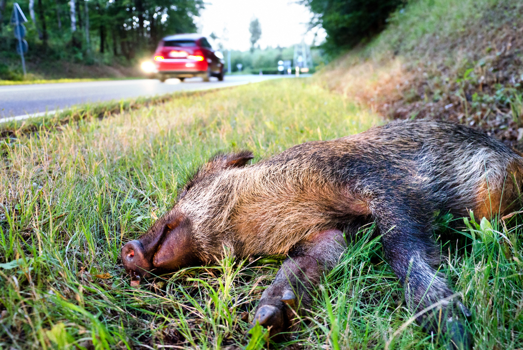 Segnalare la presenza di cinghiali in zone non vocate l’iniziativa di Federcaccia Brescia Segnalare la presenza di cinghiali: cinghiale morto sul ciglio di una strada dopo un incidente