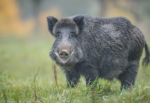 Caccia al cinghiale a Sondrio: la decisione del Tar caccia al cinghiale a Sondrio: cinghiale in un prato, primo piano