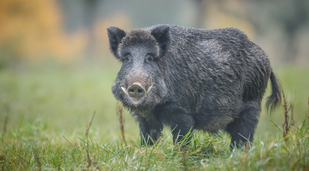 Caccia al cinghiale a Sondrio la decisione del Tar caccia al cinghiale a Sondrio: cinghiale in un prato, primo piano