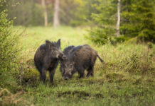 Gestione della fauna selvatica, cinghiali e droni: due convegni a fine mese gestione della fauna selvatica: due cinghiali nel bosco