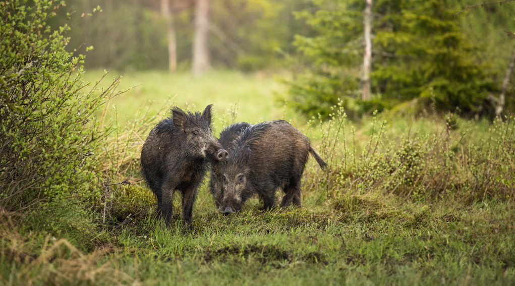 Gestione della fauna selvatica, cinghiali e droni due convegni a fine mese gestione della fauna selvatica: due cinghiali nel bosco