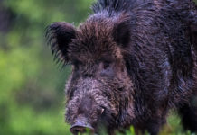 Peste suina: le raccomandazioni della Commissione europea peste suina: cinghiale col muso nell'erba