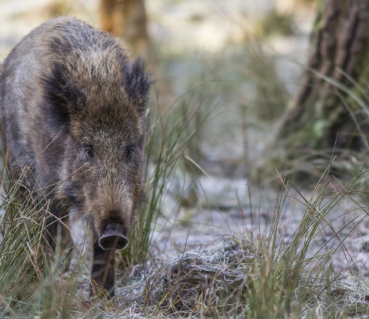 Caccia al cinghiale in Umbria, la proposta di Federcaccia alla giunta Caccia al cinghiale in Umbria
