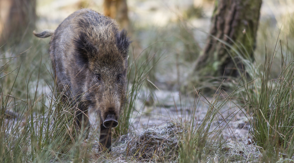 Caccia al cinghiale in Umbria, la proposta di Federcaccia alla giunta Caccia al cinghiale in Umbria