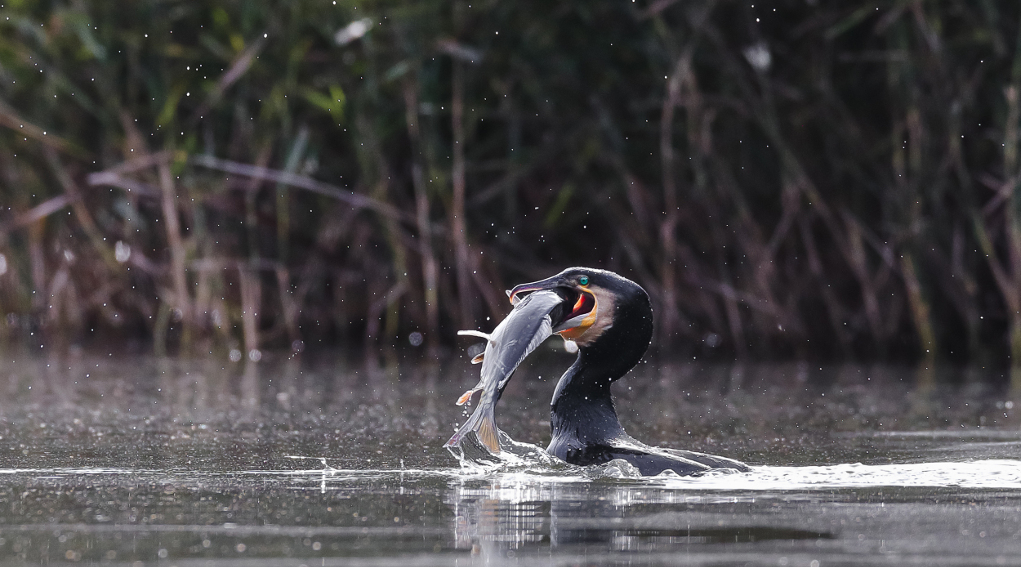 Controllo del cormorano in Liguria l’ordinanza cautelare del Tar controllo del cormorano in Liguria: cormorano riemerge dall'acqua con un pesce nel becco