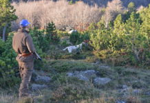 Caccia alla beccaccia: perché ne parliamo caccia alla beccaccia