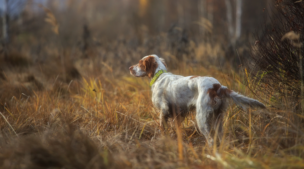 Prove per cani da ferma ecco il calendario del 1° Trofeo del cacciatore cinofilo Prove per cani da ferma: setter punta fagiano