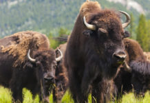 Riscaldamento globale: come reagiscono gli ungulati? riscaldamento globale e ungulati: bisonti americani
