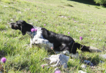 Caccia con il cane da ferma: setter e starne un matrimonio indissolubile setter e starne