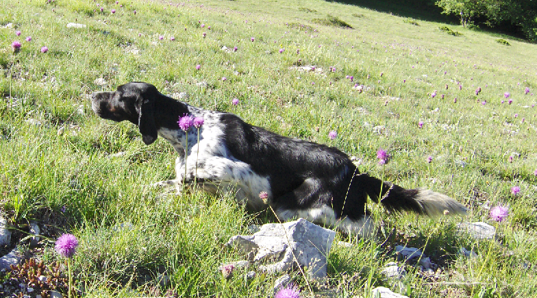 setter e starne setter e starne