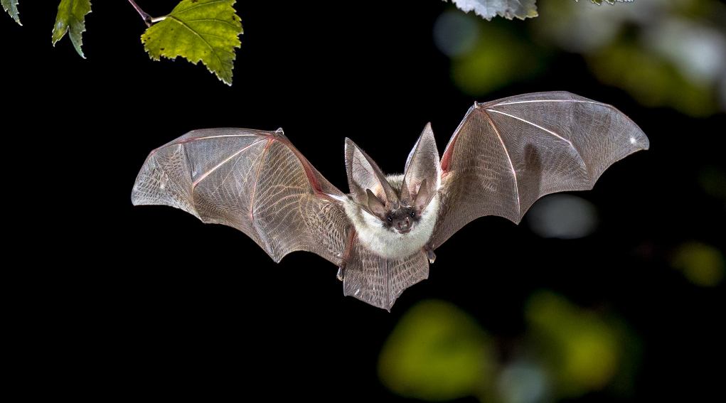 Coronavirus Covid-19 e pipistrelli il chiarimento di Ispra Coronavirus Covid-19 e pipistrelli