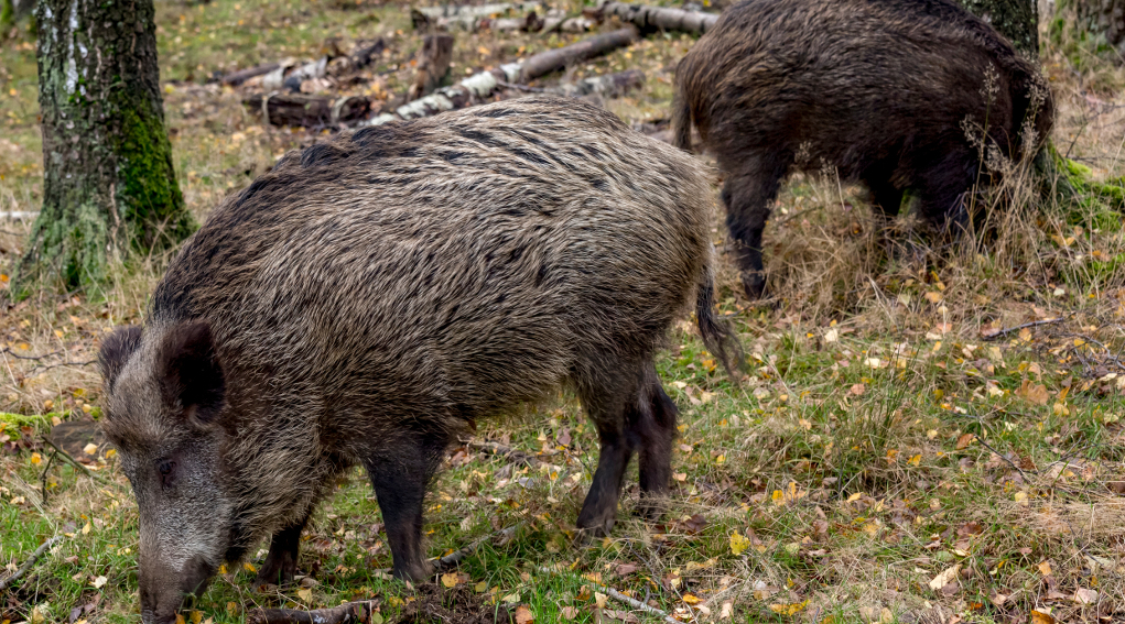 La legge sulla caccia risente dell’età la posizione della giunta della Liguria legge sulla caccia: due cinghiali nel bosco