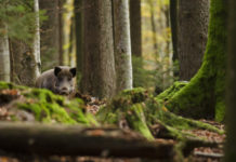 Abilitazione per la caccia collettiva al cinghiale: i corsi online di Federcaccia Brescia Abilitazione per la caccia collettiva al cinghiale: cinghiale nel bosco tra gli alberi