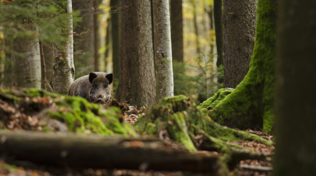 Abilitazione per la caccia collettiva al cinghiale i corsi online di Federcaccia Brescia Abilitazione per la caccia collettiva al cinghiale: cinghiale nel bosco tra gli alberi