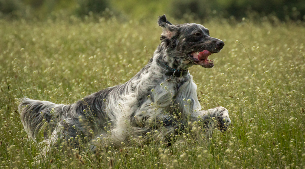 Addestramento cani, la richiesta di Arcicaccia Addestramento cani: setter inglese corre in un prato