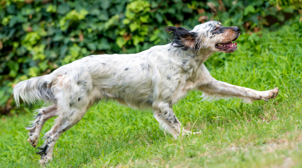 Addestramento cani nella fase 2, Arcicaccia Veneto chiede via libera Addestramento cani nella fase 2: setter bianconero da caccia