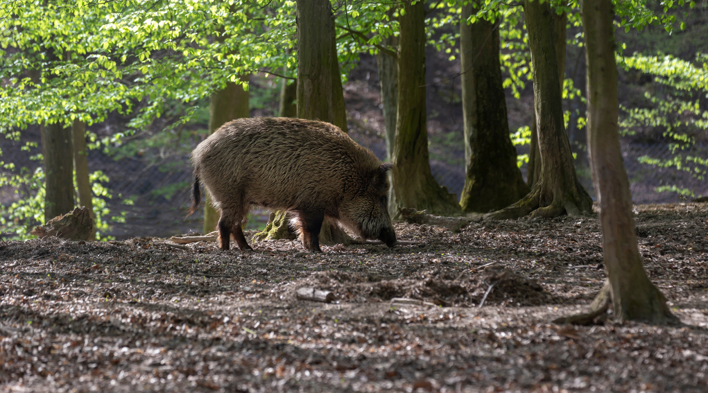 Caccia collettiva al cinghiale, da Federcaccia Umbria no alla braccata solo da novembre caccia collettiva al cinghiale: cinghiale nel bosco