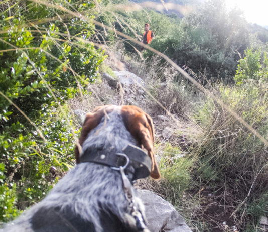 Più tempo per iscriversi agli Atc pugliesi iscriversi agli Atc pugliesi: cane da caccia visto da dietro, in lontananza cacciatore in alta visibilità